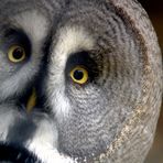 Whooo you looking at?