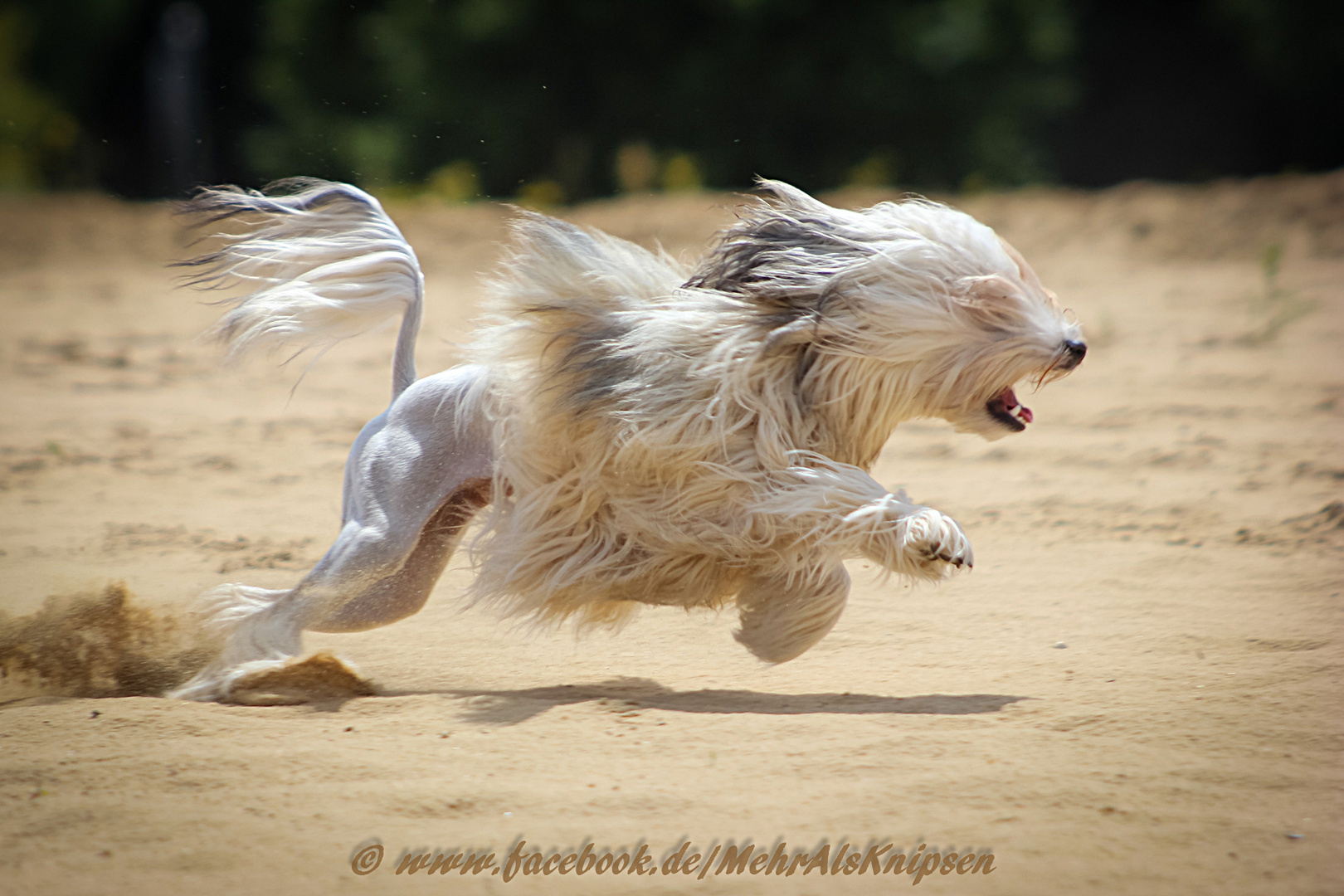 Whooooouuum! Löwchen in Action :-)