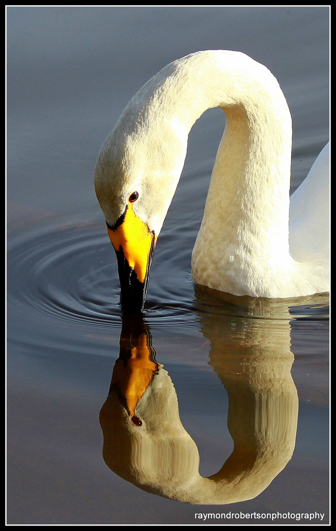 "Whooper Swan 2"