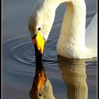 "Whooper Swan 2"