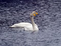 Whooper Swan