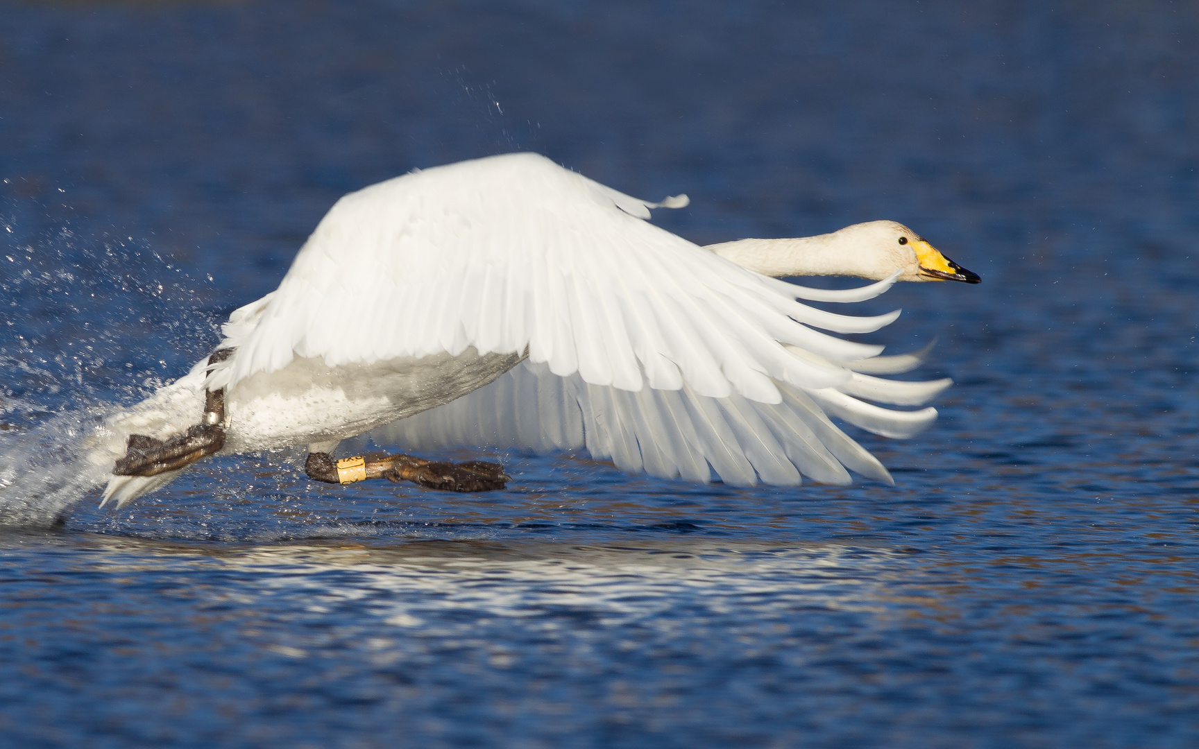 Whooper Swan