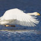 Whooper Swan