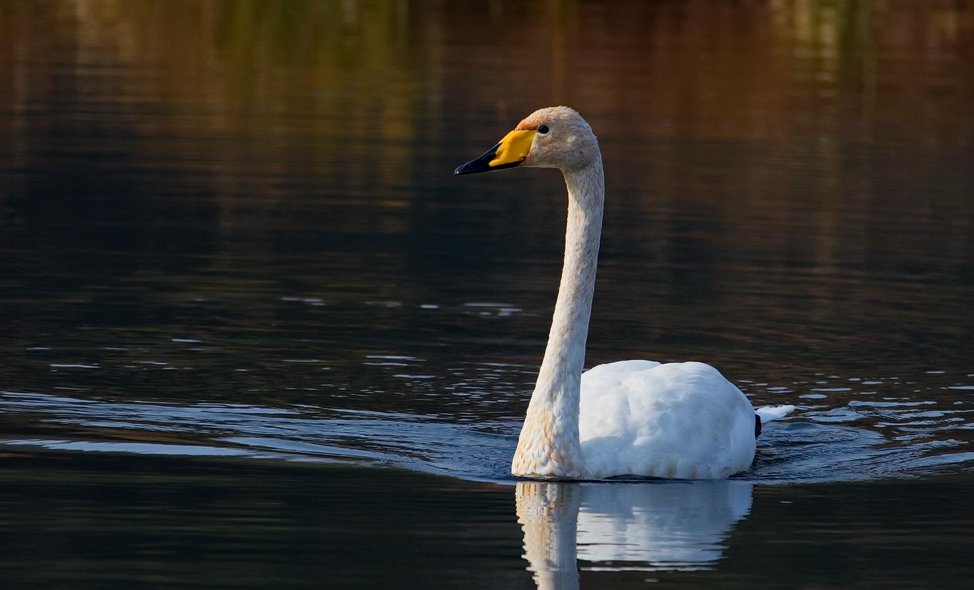 whooper swan