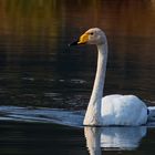 whooper swan