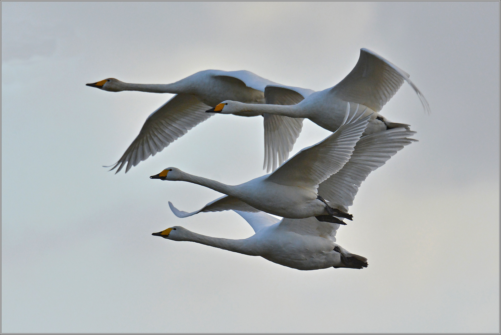 Whooper Swan on tour   . . .