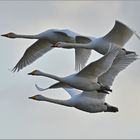 Whooper Swan on tour   . . .