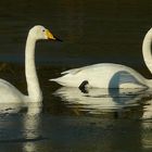 Whooper Swans