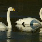 Whooper Swans