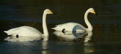 Whooper Swans