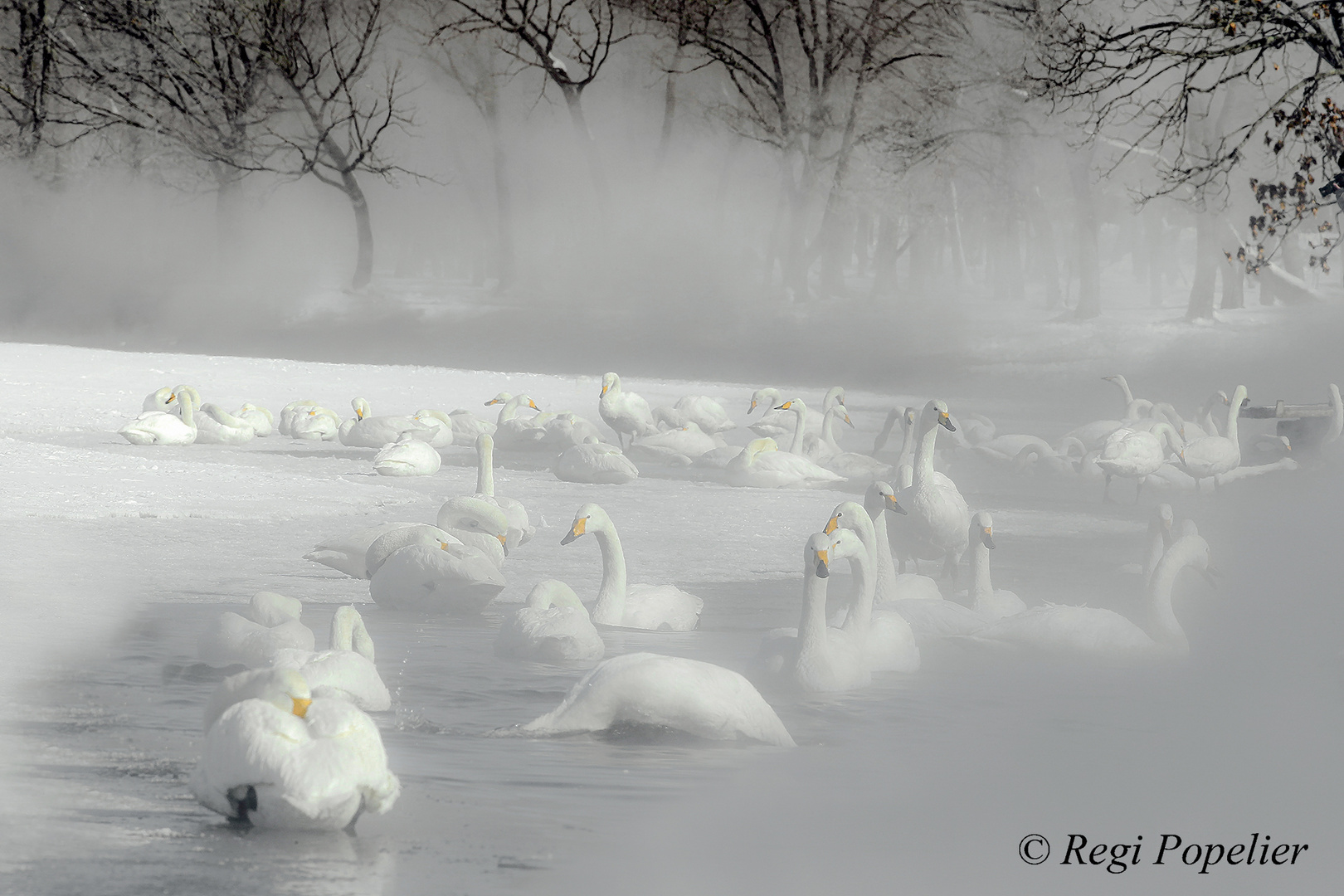 Whooper swans at the hot springs