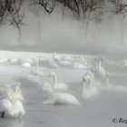 Whooper swans at the hot springs