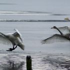 Whooper swans landing!