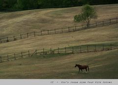 Who's Gonna Ride Your Wild Horses