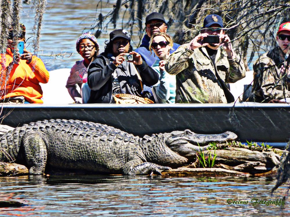 Who's Watching Who? or BIG FAT GATOR!