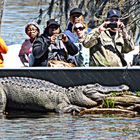 Who's Watching Who? or BIG FAT GATOR!