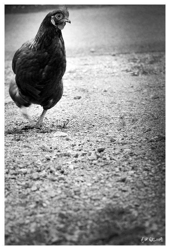 :: why did the chicken cross the road? ::