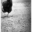 :: why did the chicken cross the road? ::