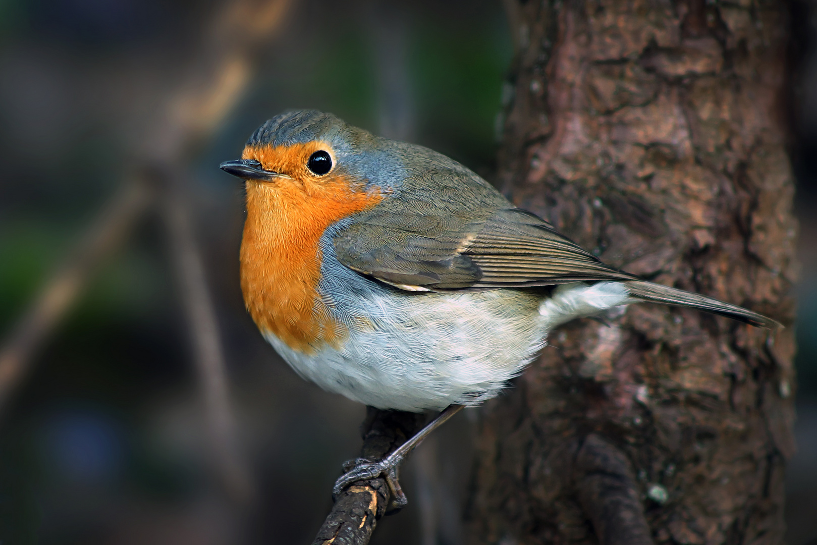 Why do robin sing in december?