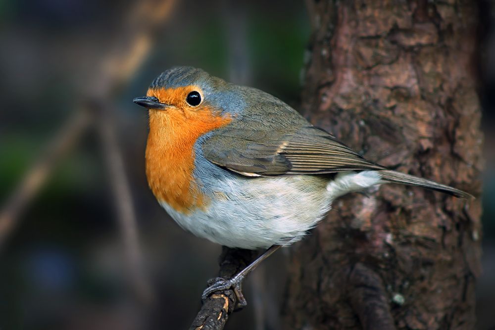 Why do robin sing in december?
