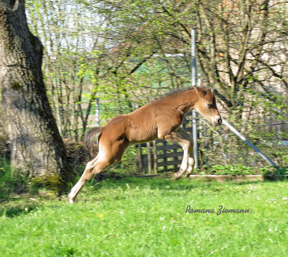 WhyNot Shining - unser erstes Fohlen 2012