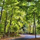 WI - Neroberg - Frühling im Herbst