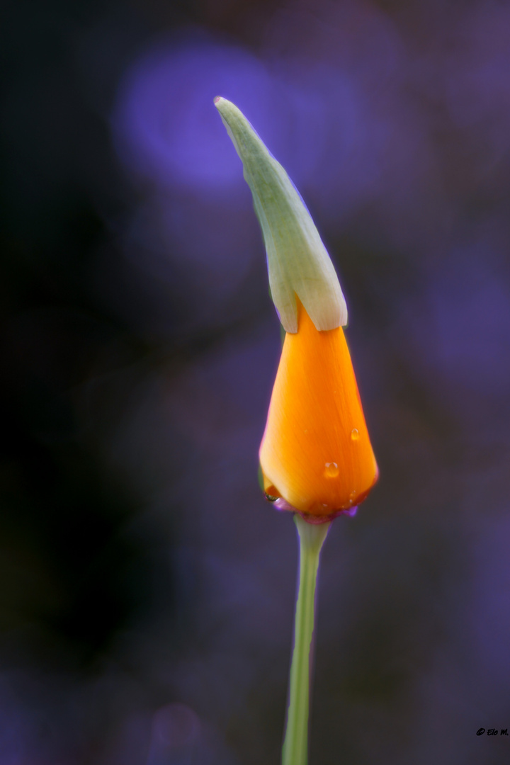 Wichtelgrüsse vom Goldmohn