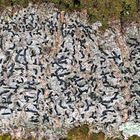 Wichtige Schriftzeichen im Wald! -  Hiéroglyphes éparpillés sur l'écorce de l'érable de montagne.