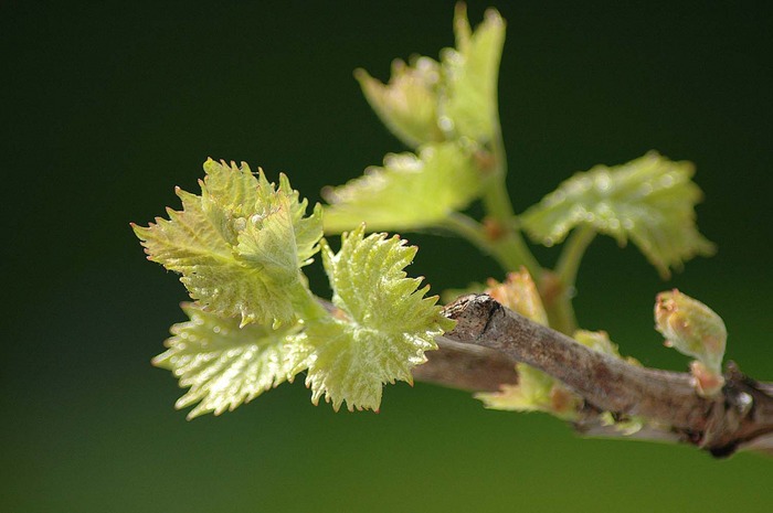 Wichtiges Pflänzchen - der Wein.