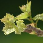 Wichtiges Pflänzchen - der Wein.