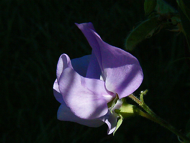 Wicke im Halbschatten