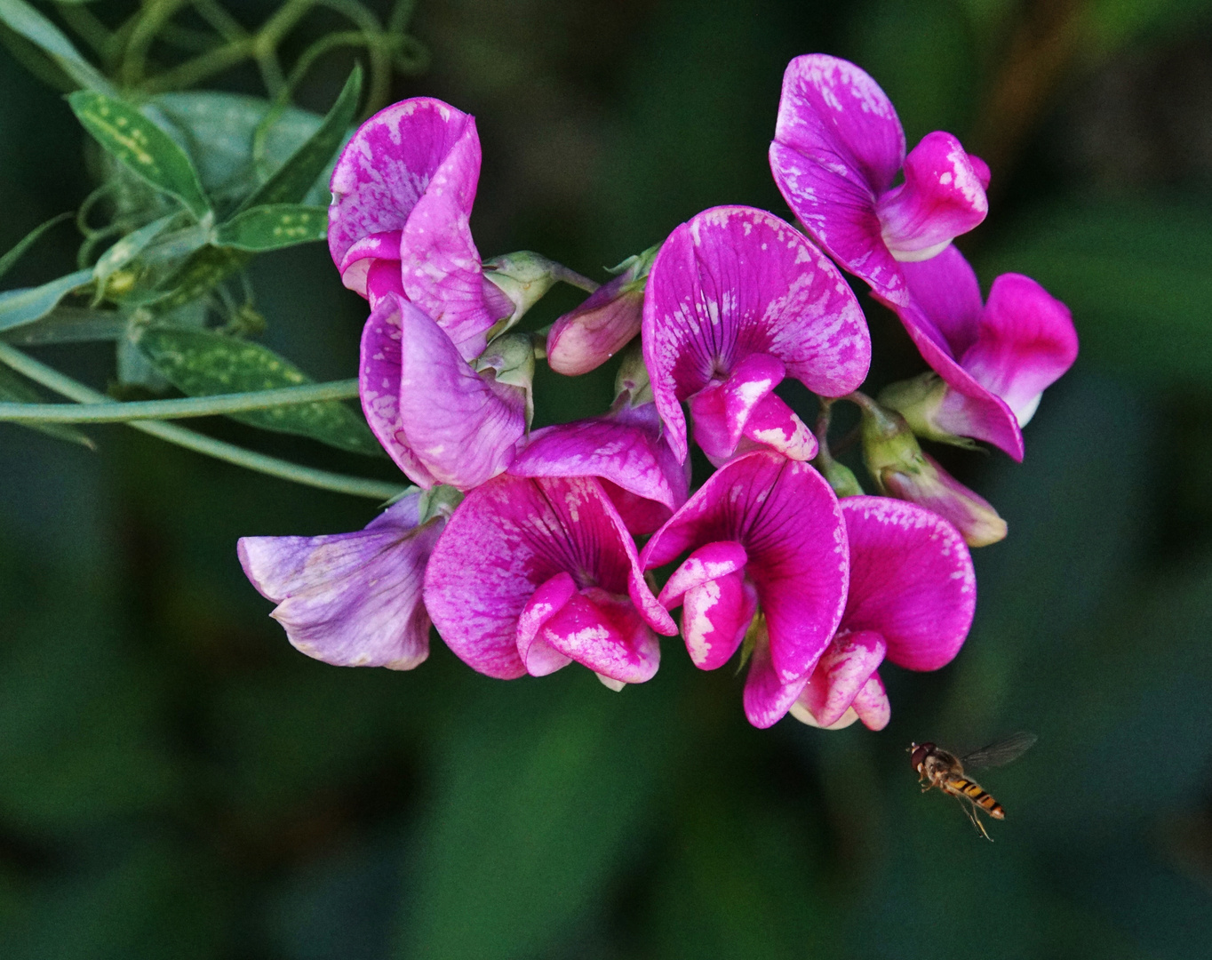 Wicke mit Schwebfliege