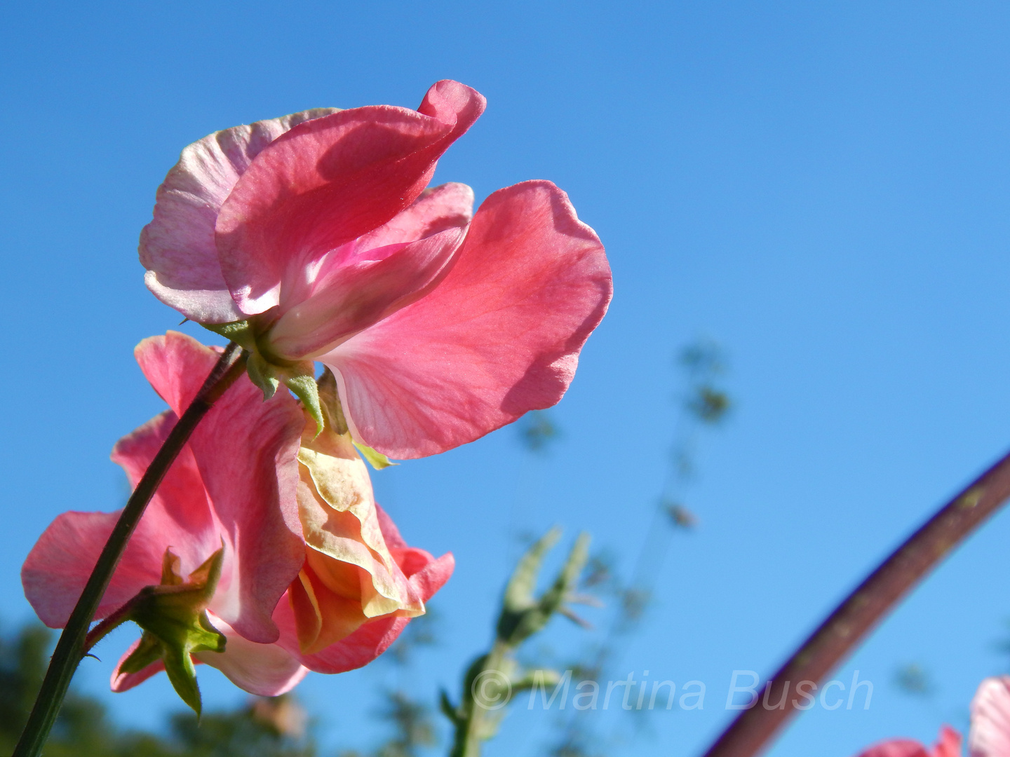 Wicke unter blauem Himmel