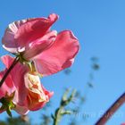 Wicke unter blauem Himmel