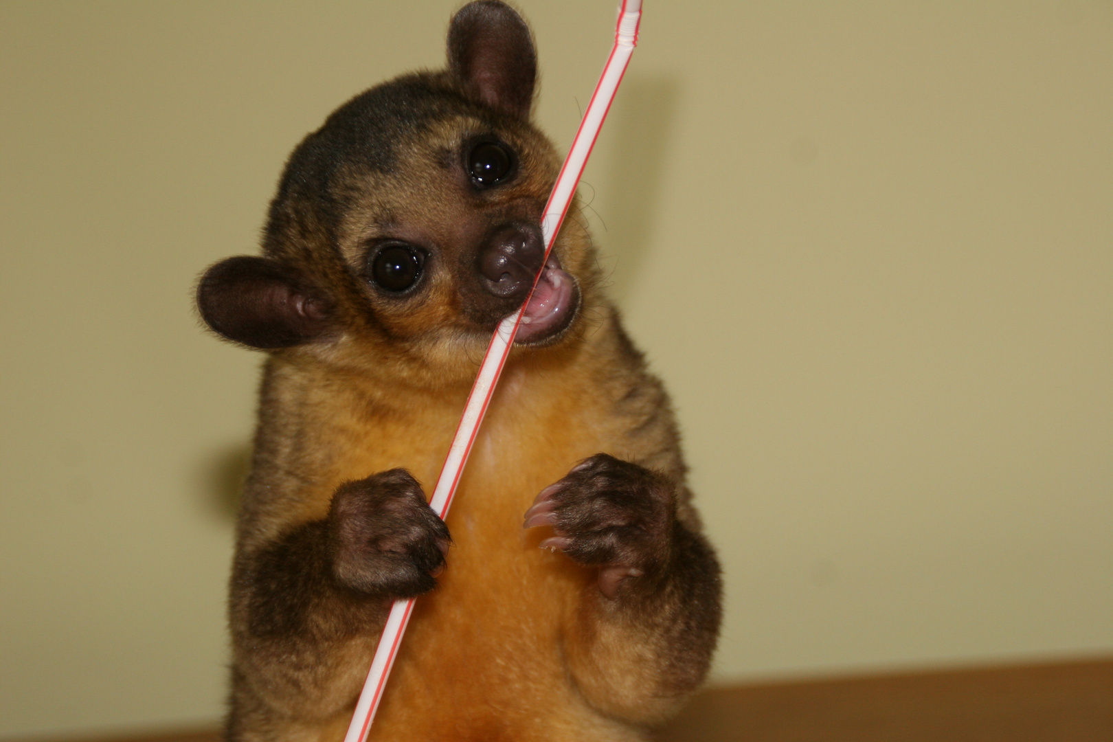Wickelbär Honigbär Kinkajou Foto & Bild tiere, tierkinder, natur