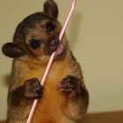 Wickelbär Honigbär Kinkajou