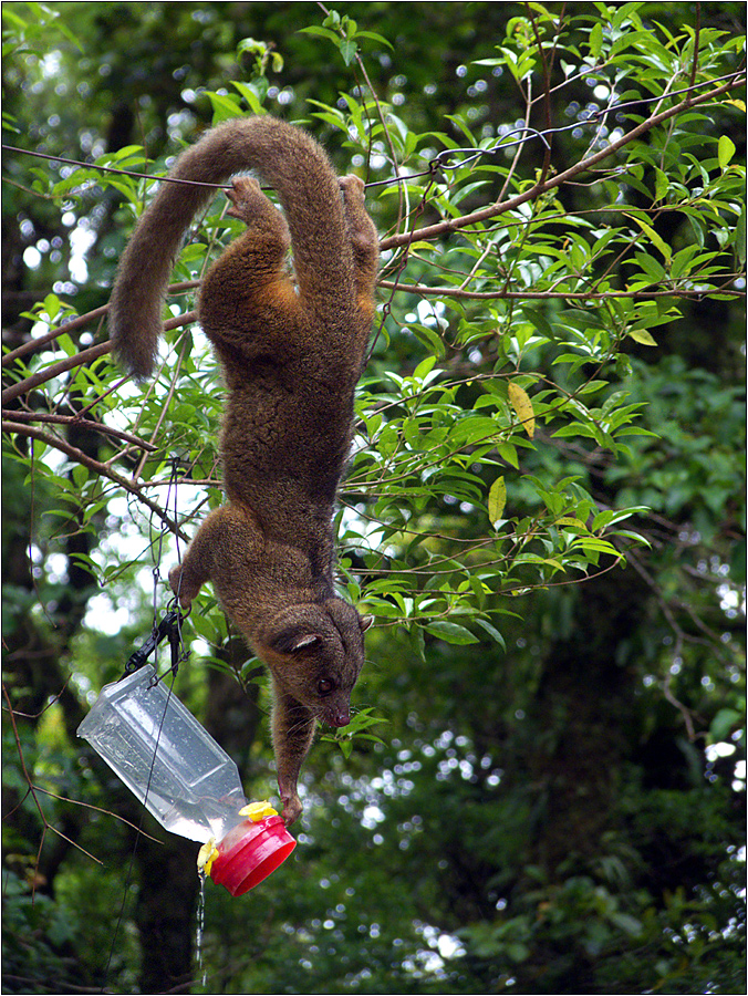 wickelbär (honigbär) / kinkajou / potos flavus (50 cm)