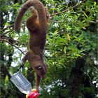 wickelbär (honigbär) / kinkajou / potos flavus (50 cm)