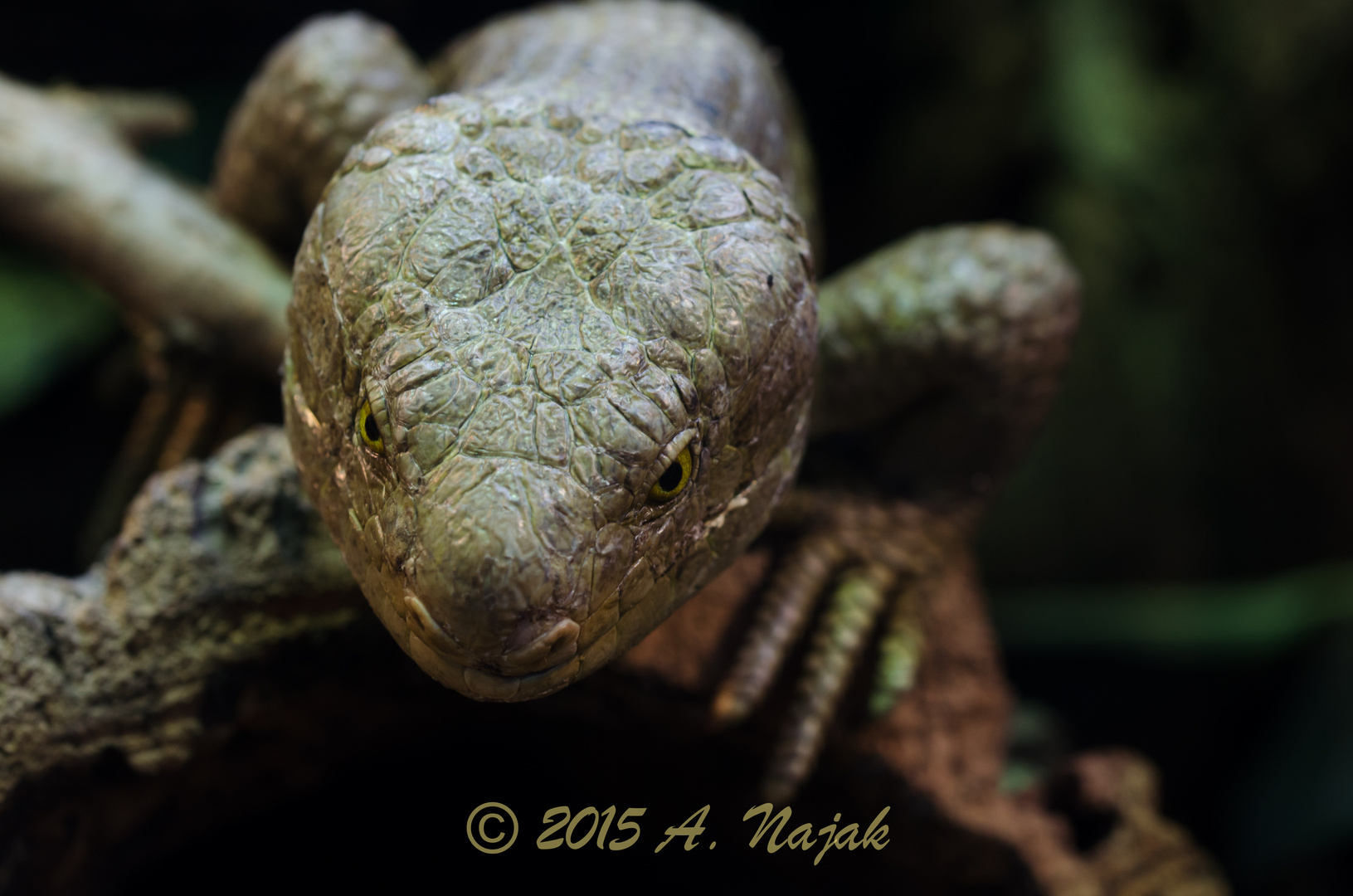 Wickelschwanzskink