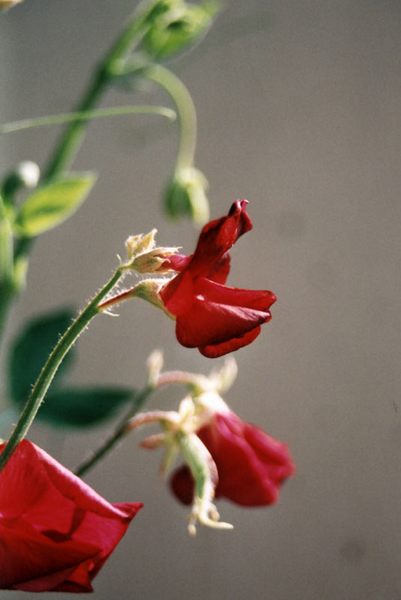 Wicken in der Blüte