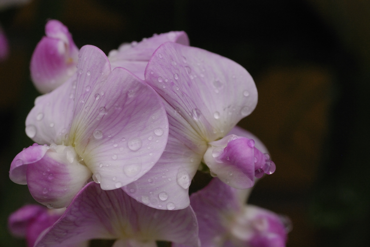 Wicken nach dem Regen