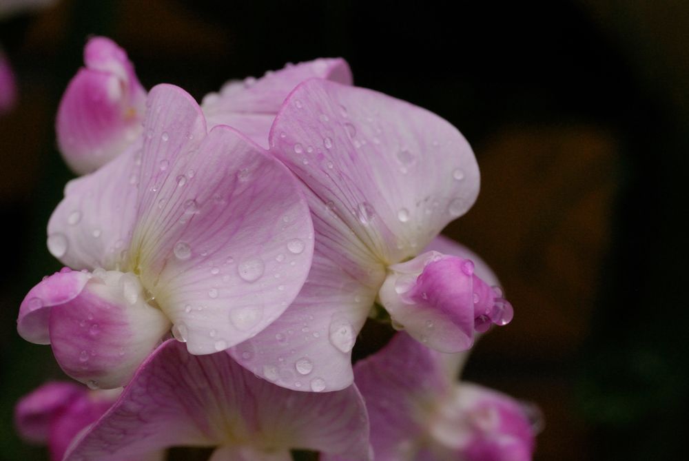 Wicken nach dem Regen