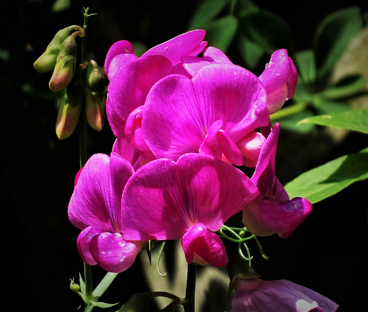 Wicken  ( Vicia )