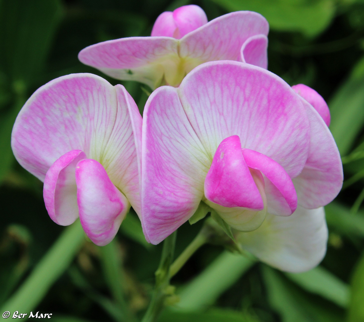 Wicken (Vicia)