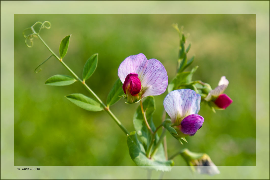 Wickenblüte….