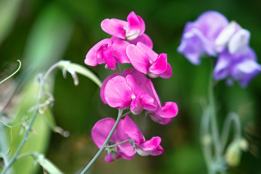 Wickenblüte