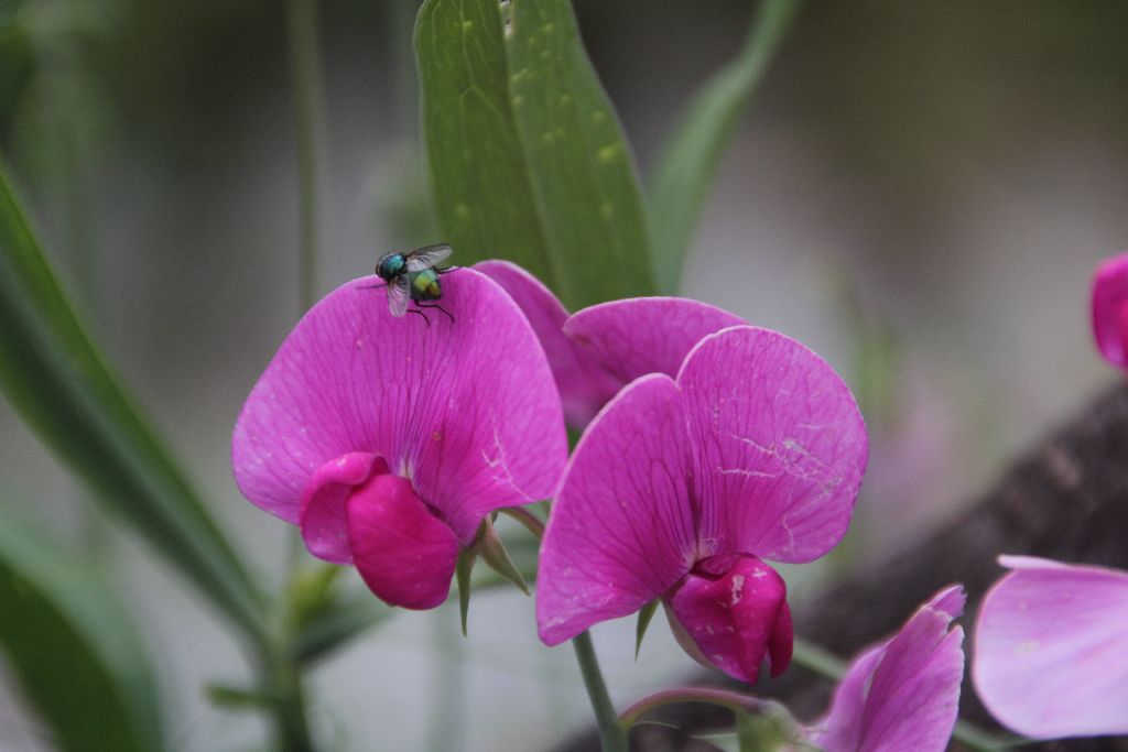 Wickenblüte mit Fliege