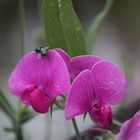 Wickenblüte mit Fliege