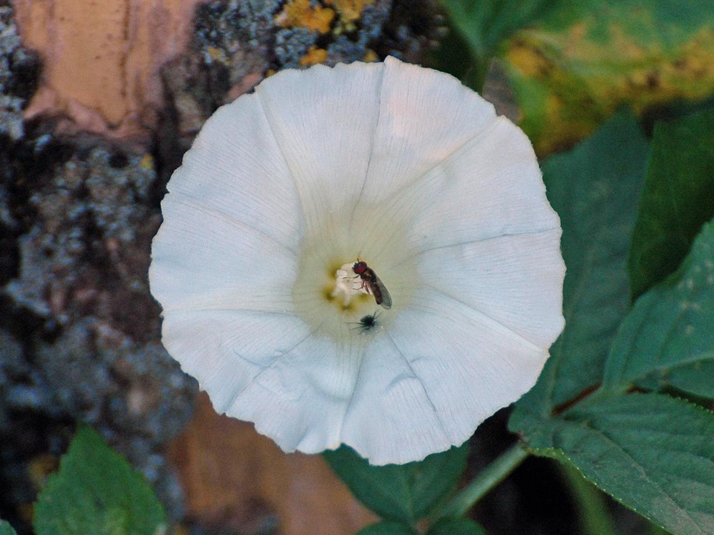 Wickenblüte mit Innenleben