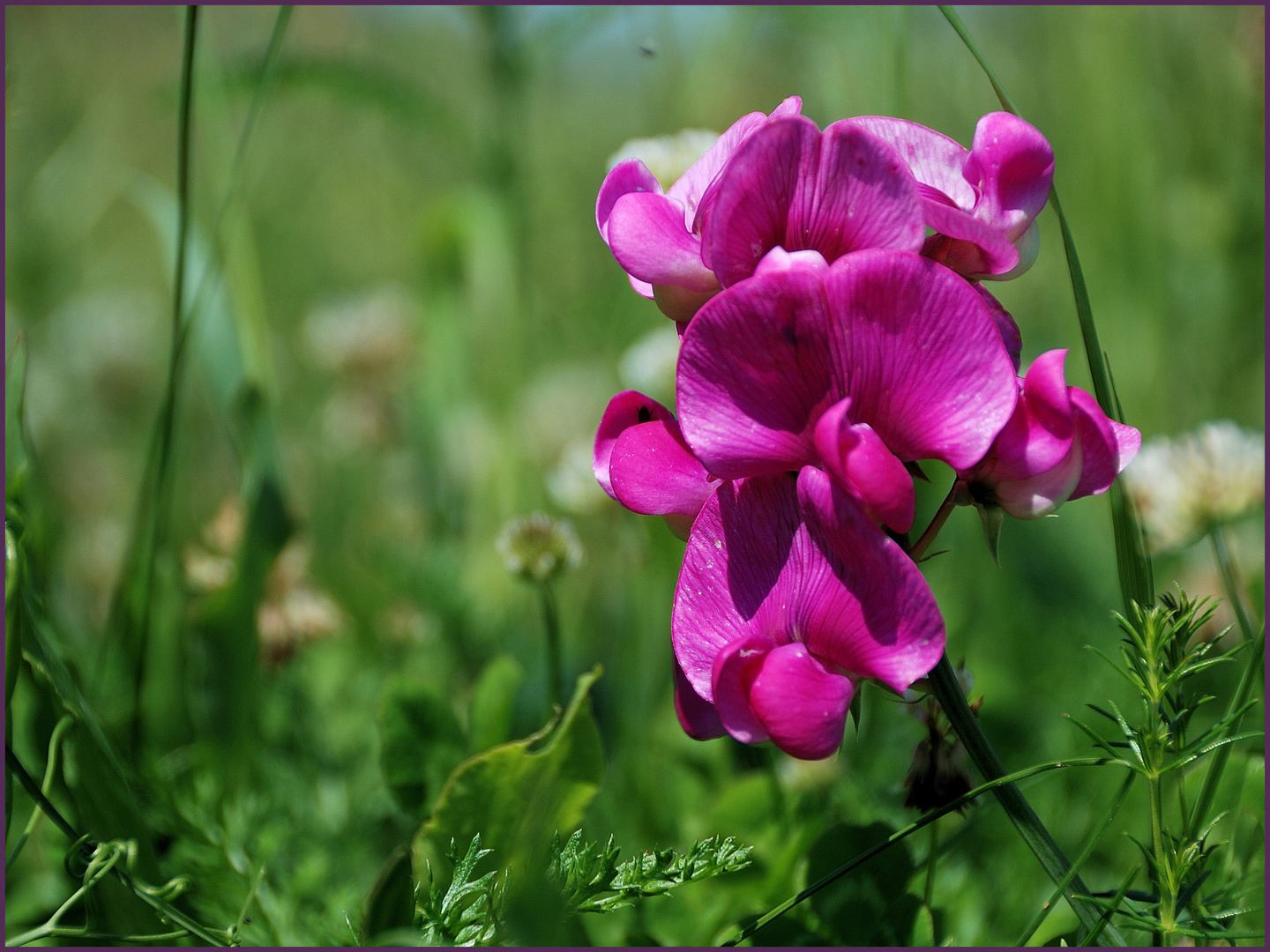 Wickenblüten